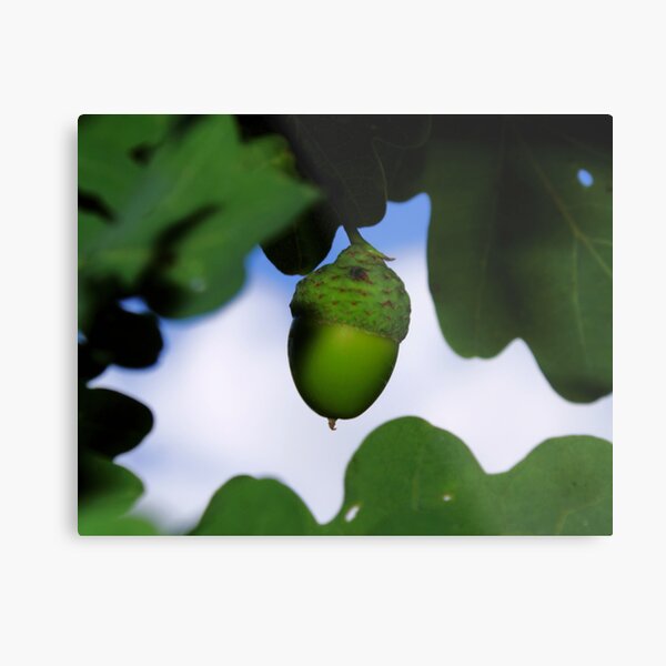 Green Oak Metal Print