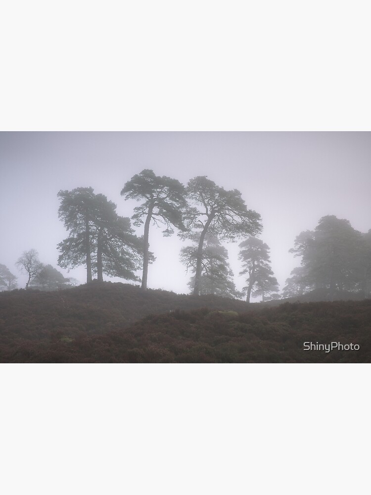 Soft Mornings (2) by ShinyPhoto