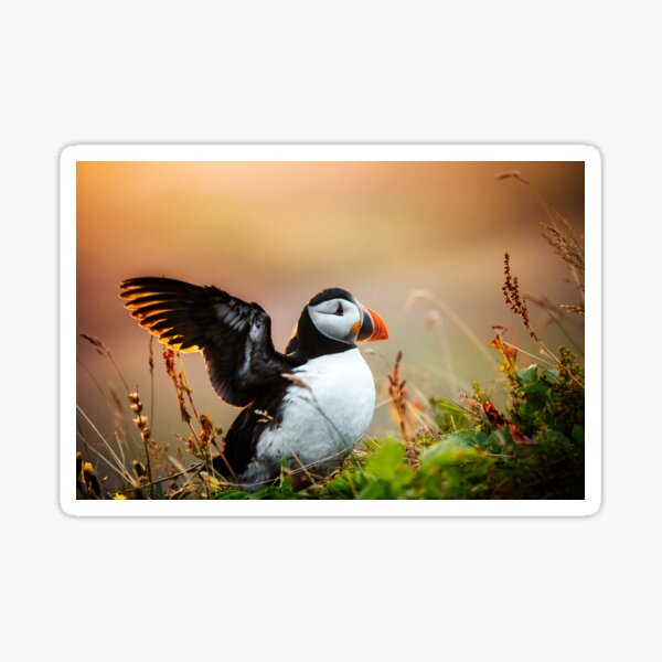 Papageientaucher in Island winken Sticker