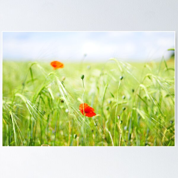 Artikelvorschau, Poppies in the fields of Latvia entworfen und verkauft von Rita Analise Kaulina.