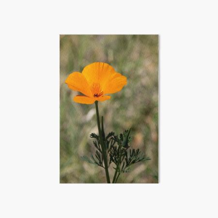 California Poppy Art Board Print