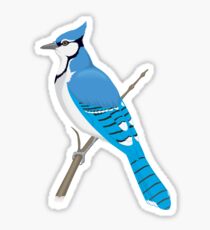 Blue Jay Sticker