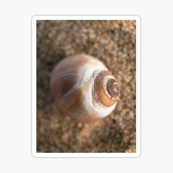 Little shell, on the beach. Macro shot. Sticker