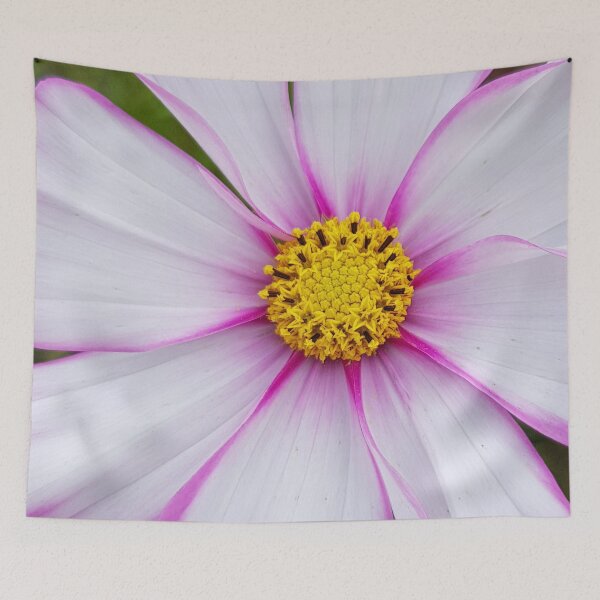 Item preview, Winter Cosmos Flower in Pink 8 designed and sold by ellenhenry.