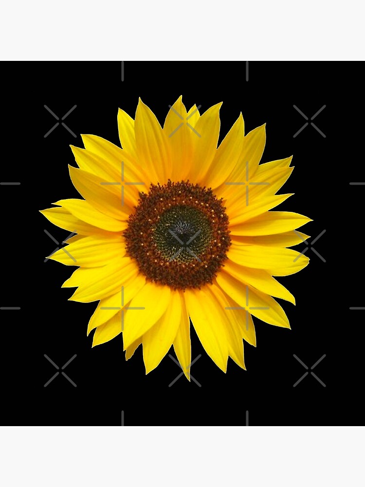 Single Sunflower Single Sunflower