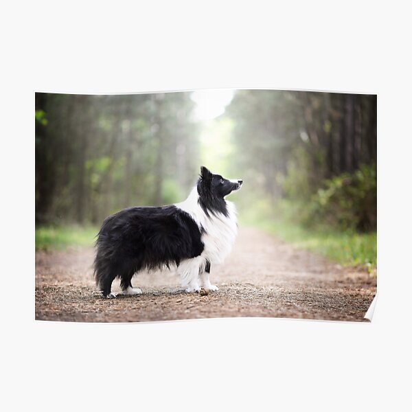 Sheltie Mika Poster