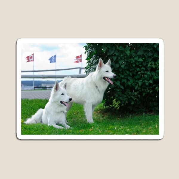 Berger Blanc Suisse Porte-cl/és dans l/´emballage cadeau.