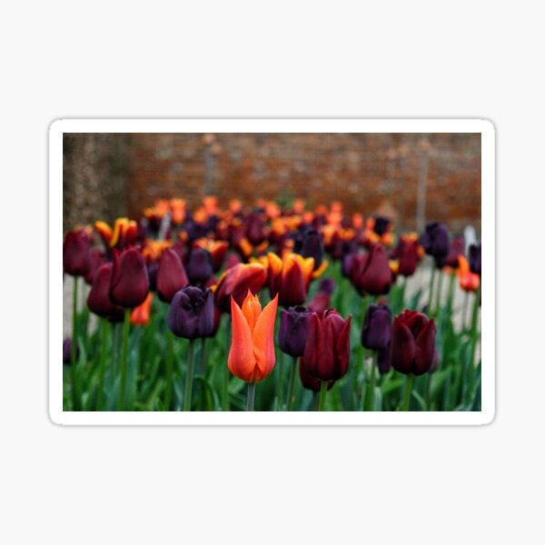 Tulips at Ulting Wick Sticker