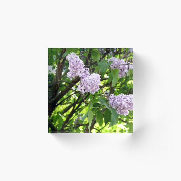 Blooming lilacs photo Acrylic Block