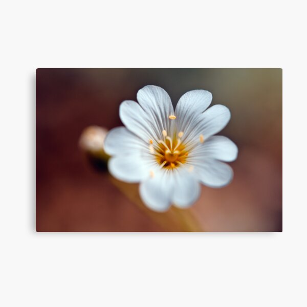 jara Canvas Print