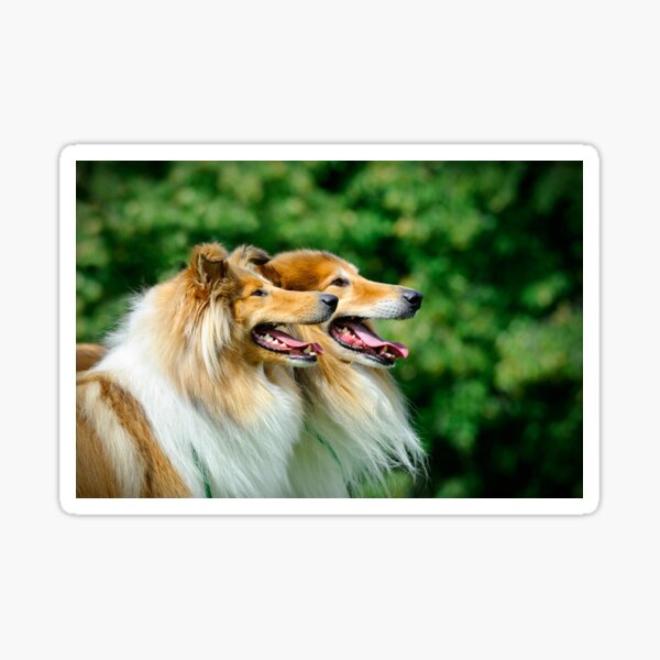 Item preview, Rough collie / Scottish collie designed and sold by PetsArt.