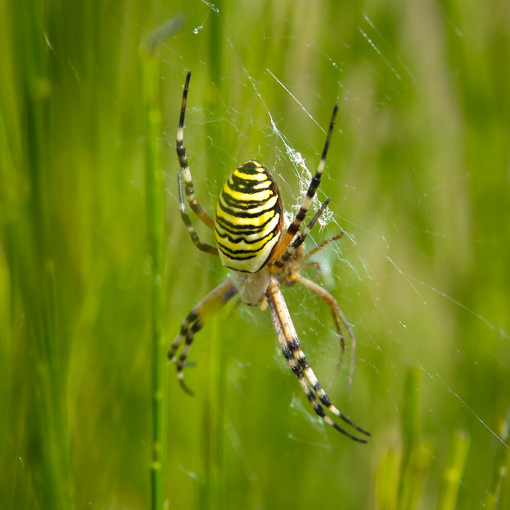 "Bee Spider" by Laurent Aphecetche Redbubble