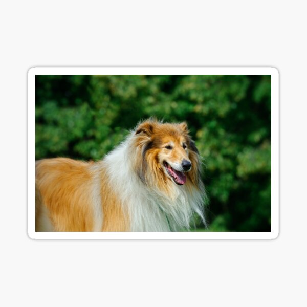 Item preview, Rough collie / Scottish collie designed and sold by PetsArt.
