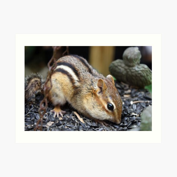 ~Chipmonks Striped Back~ Art Print