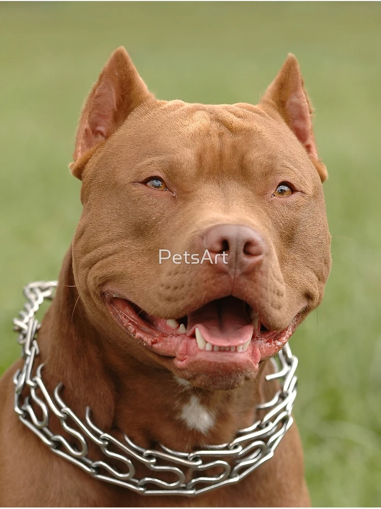 Red Nose Jocko Pitbull American Pitbull Termite Apbt Jocko Pitbull