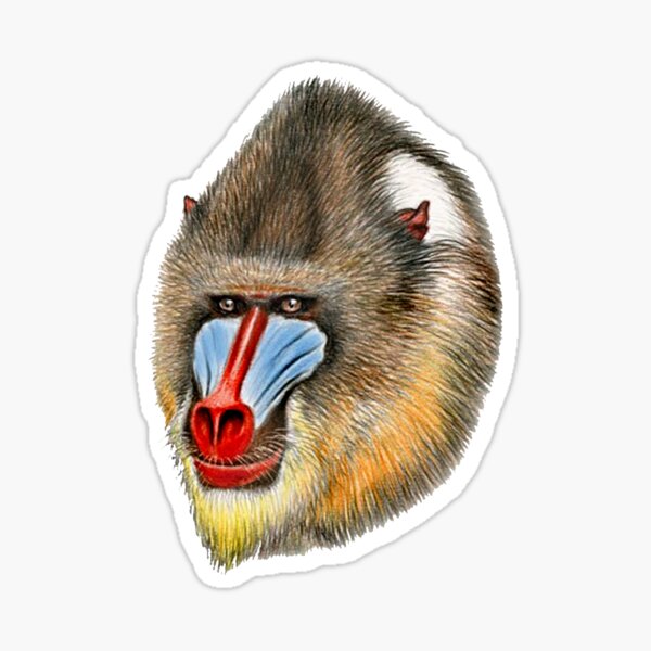 Packaged Fuzzy Stickers - FZ1303 - Baboon sticker<BR>(FREE STANDARD  SHIPPING)