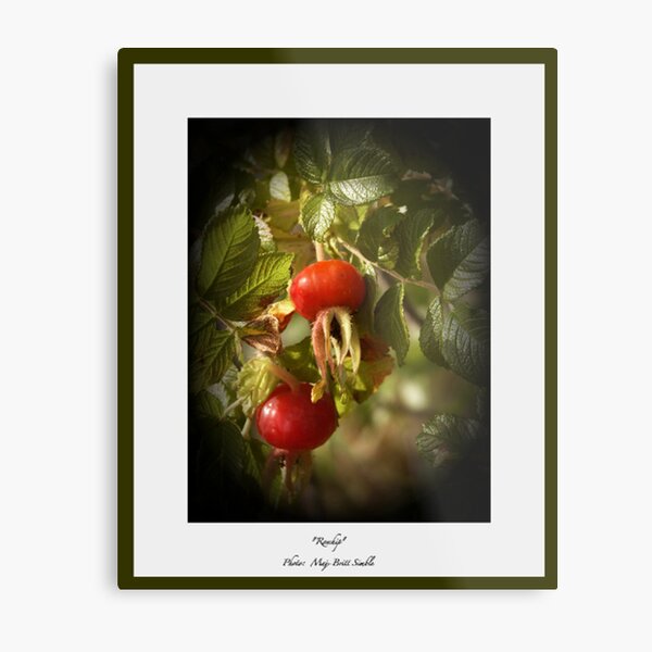 "Rosehip" Metal Print