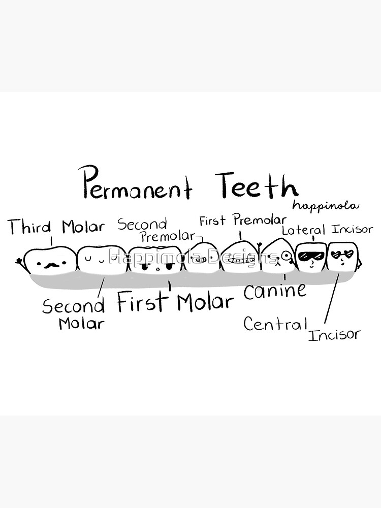 permanent-teeth-names-poster-for-sale-by-tamaraarauz-redbubble