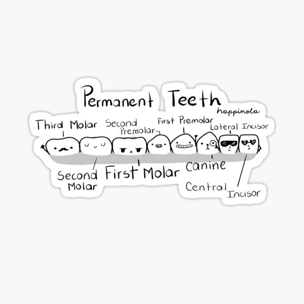 Item preview, Permanent Teeth (Names) designed and sold by Happimola Designs.