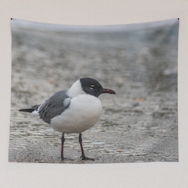 Item preview, Carolina gull designed and sold by KensLensDesigns.