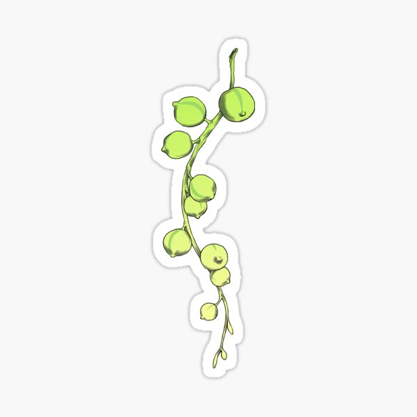 String of Pearls Succulent Sticker