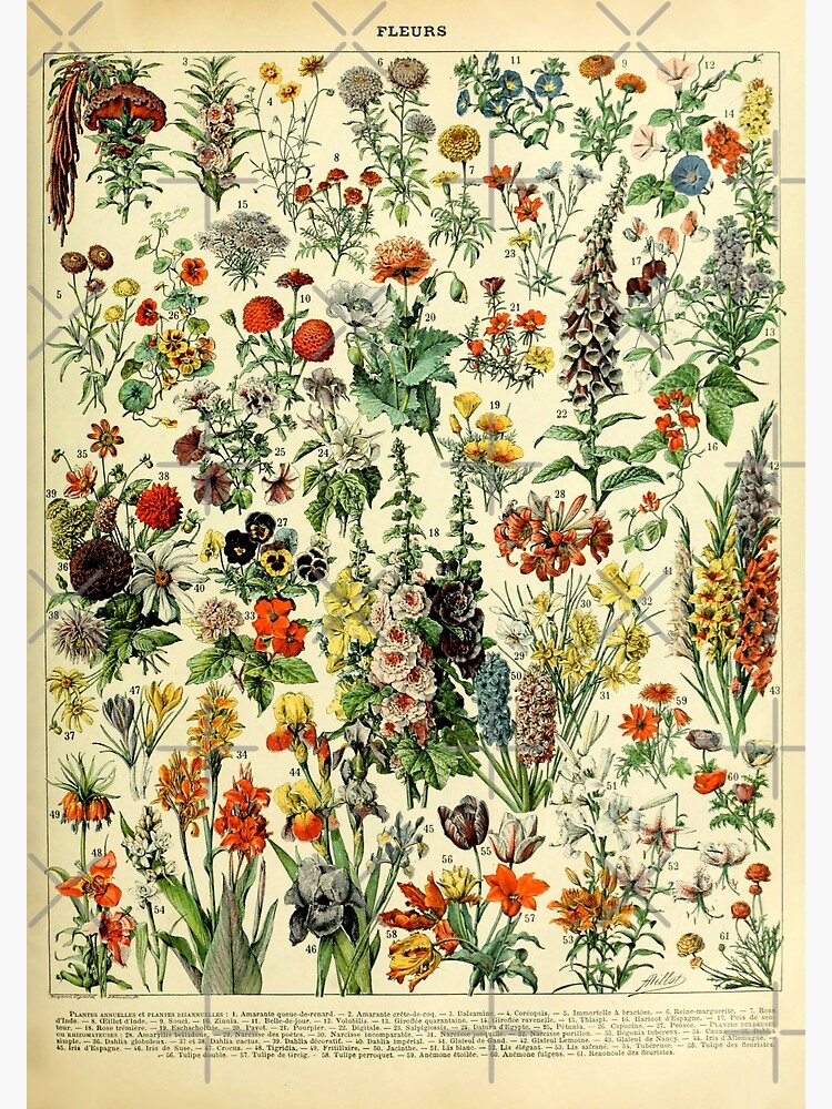 Flores Algodón  Láminas botánicas