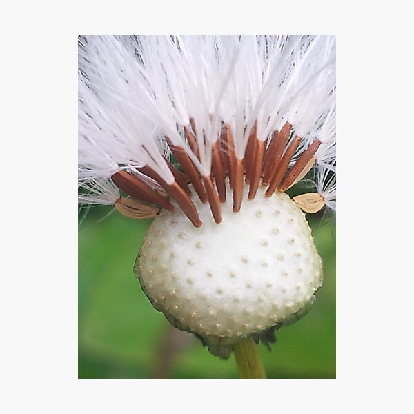 Kopie von Kopie von Now I know why the bees are eating here Photographic Print