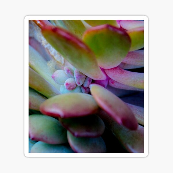 succulent detail Sticker