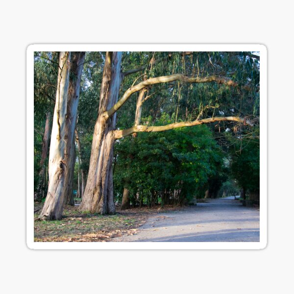 Item preview, eucalyptus trees in the park designed and sold by TessAndre.