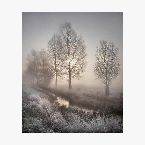Willows in the Mist Photographic Print