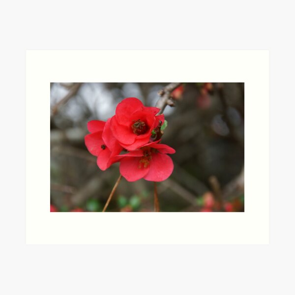 Item preview, Japonica - Magpie Springs - Adelaide Hills - Fleurieu Peninsula - Australia designed and sold by MagpieSprings.