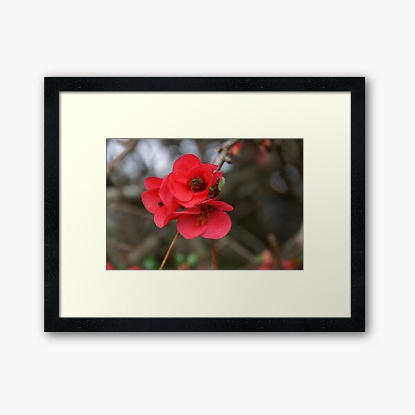 Japonica - Magpie Springs - Adelaide Hills Wine Region - Fleurieu Peninsula - Australia Framed Art Print