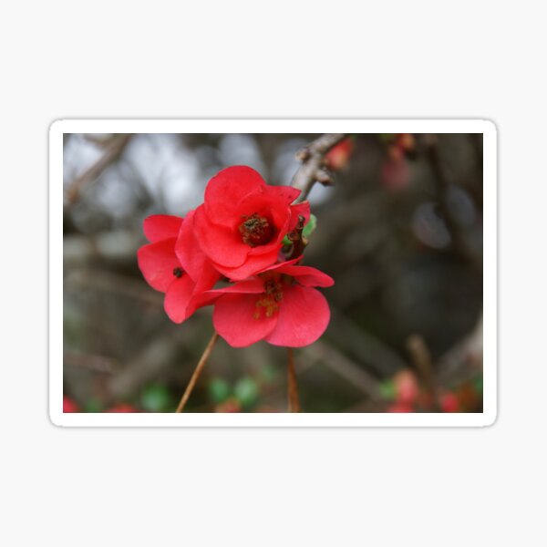 Item preview, Japonica - Magpie Springs - Adelaide Hills - Fleurieu Peninsula - Australia designed and sold by MagpieSprings.