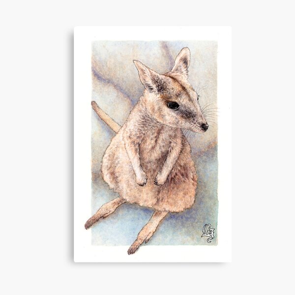 Rock wallaby (watercolour) Canvas Print