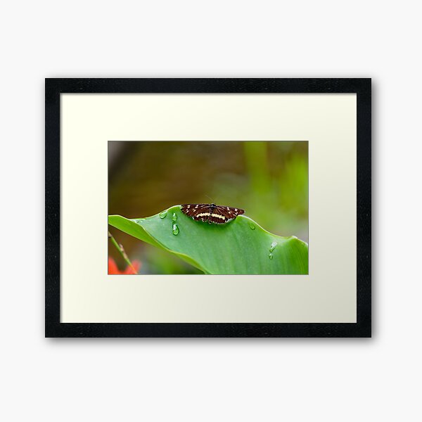 Butterfly Resting Framed Art Print