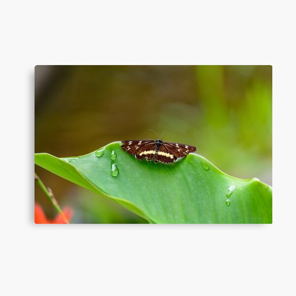 Butterfly Resting Canvas Print