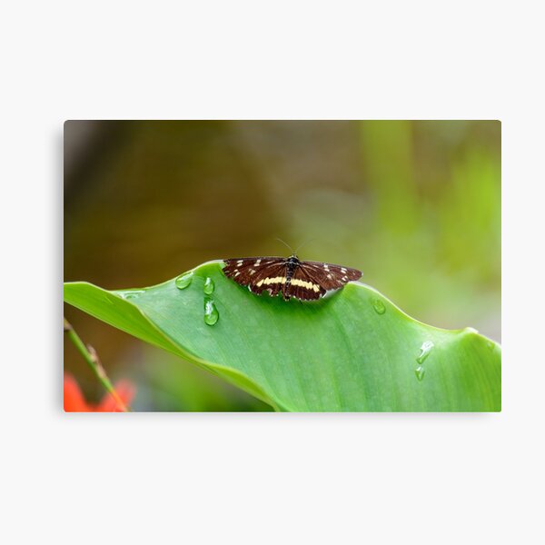 Butterfly Resting Metal Print