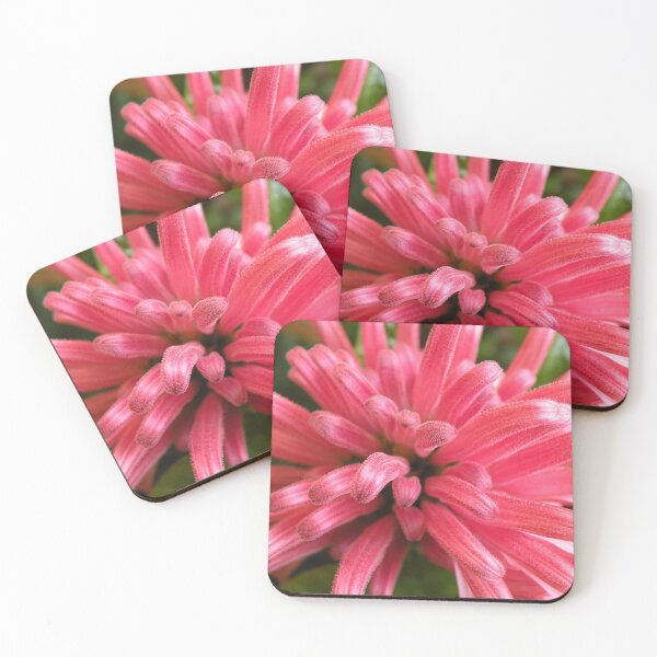 Item preview, Justicia carnea designed and sold by Trish Meyer.