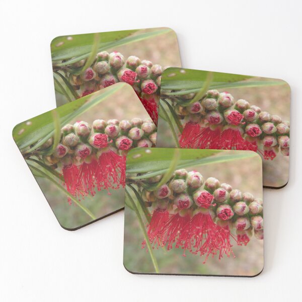 Item preview, Callistemon viminalis designed and sold by Trish Meyer.