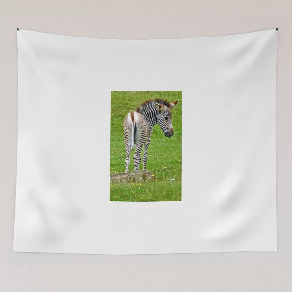 Item preview, Baby zebra designed and sold by StudioCorvid.
