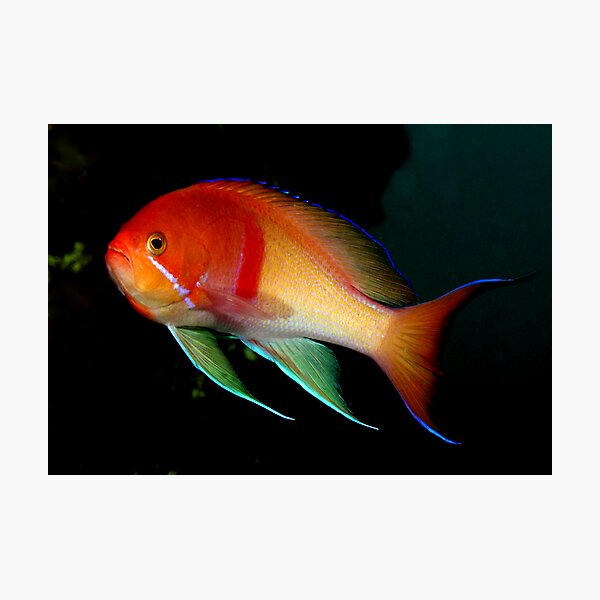 Item preview, Electric Anthias designed and sold by Deb Aston.