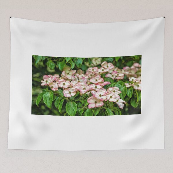 Item preview, Kousa Dogwoods designed and sold by dbvirago.