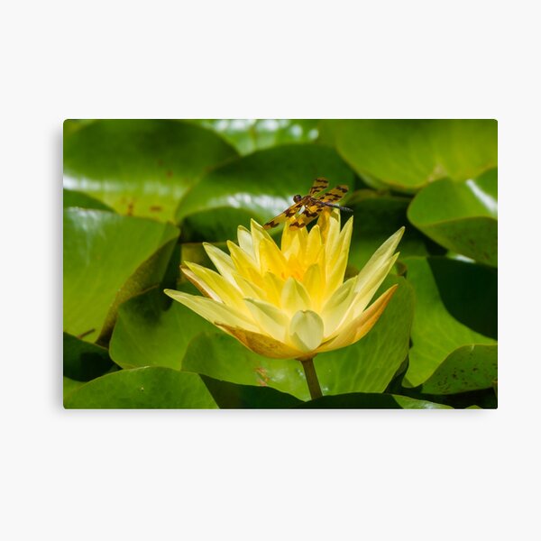 Graphic Flutterer Dragonfly Canvas Print