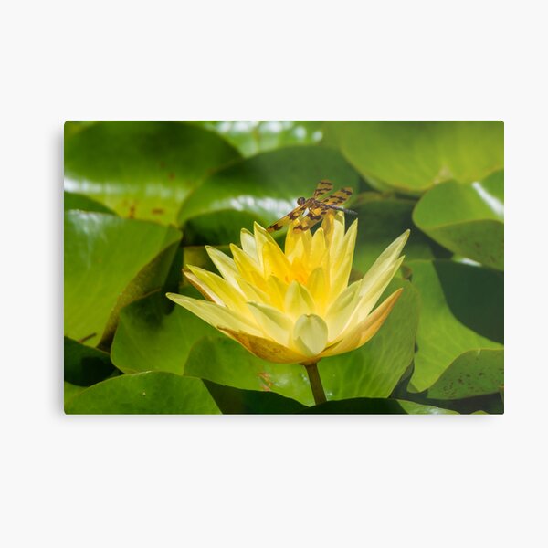 Graphic Flutterer Dragonfly Metal Print