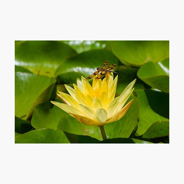 Graphic Flutterer Dragonfly Photographic Print