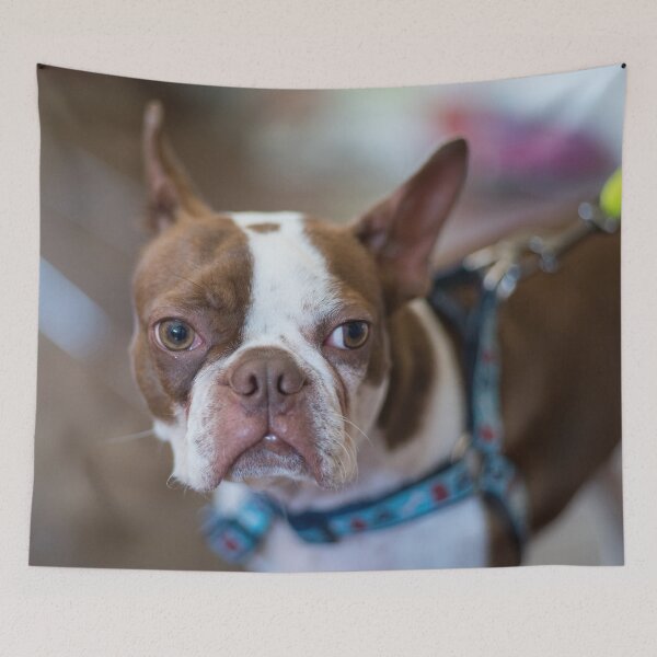 Item preview, Duke the Boston Terrier designed and sold by Dionisaki.