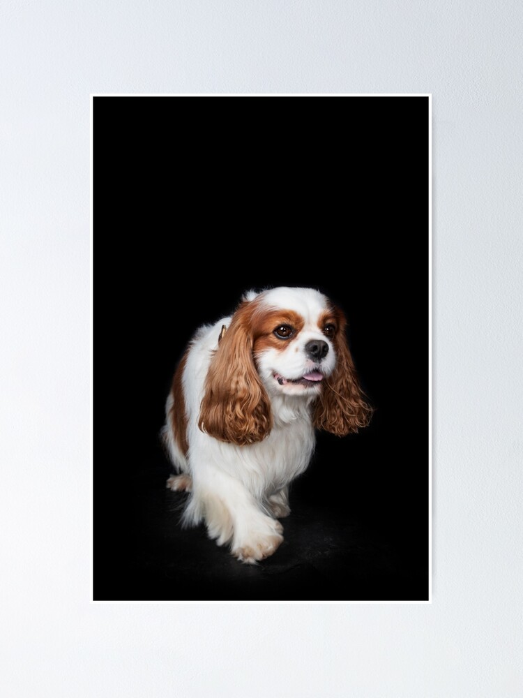 cavalier king charles spaniel teddy