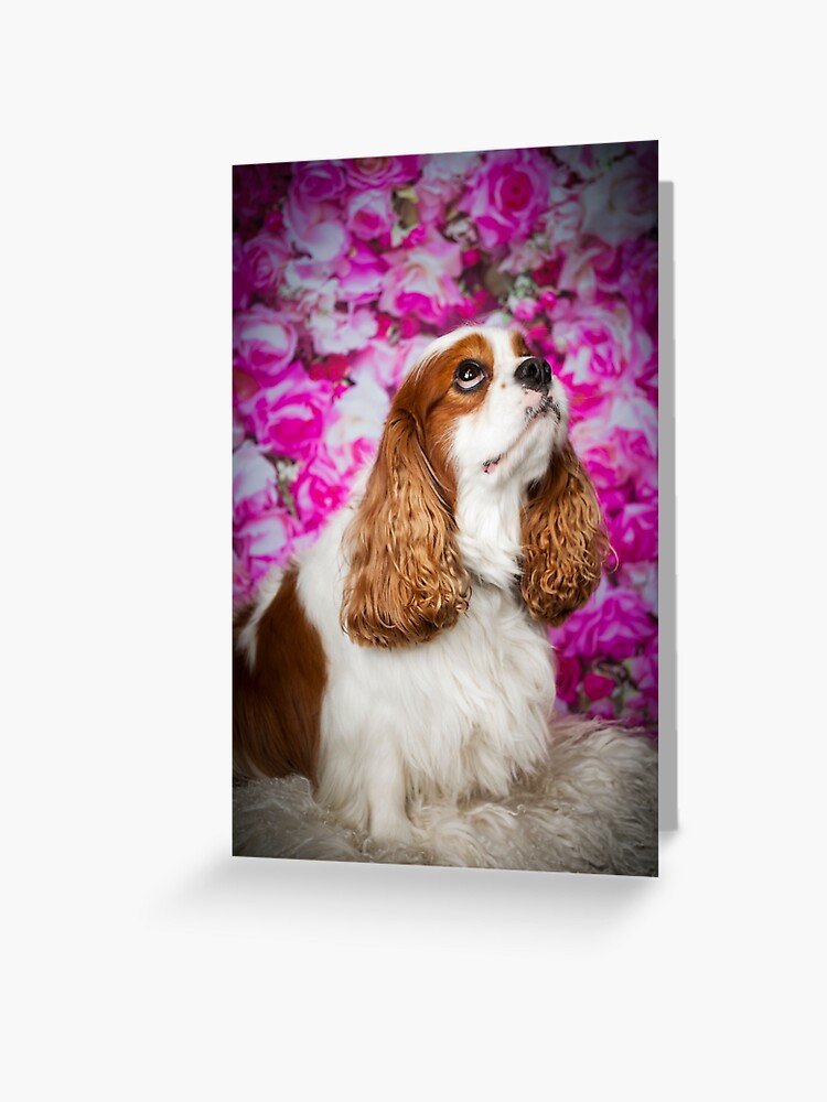 cavalier king charles teddy
