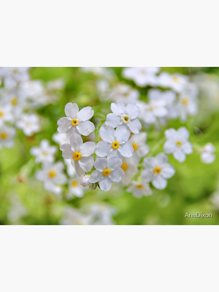 Lámina rígida «Myosotis Abyssinica - Blanco No me olvides» de AnnDixon |  Redbubble