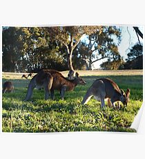Sunday In The Park. A C T Australia Poster